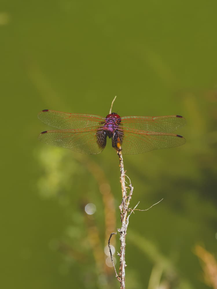 Vibrant Purple Dragonfly Perch by engin akyurt — canvas wall art