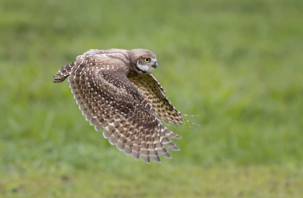 Burrowing Owl In Flight by Greg Barsh — canvas wall art