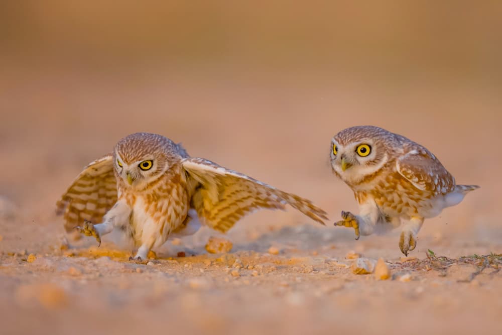 Playful Owlets Running by David Manusevich — canvas wall art