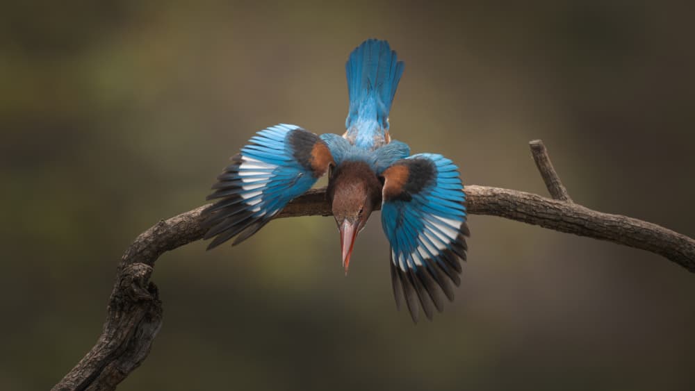 Focused Kingfisher Dive by tianhuayu — canvas wall art