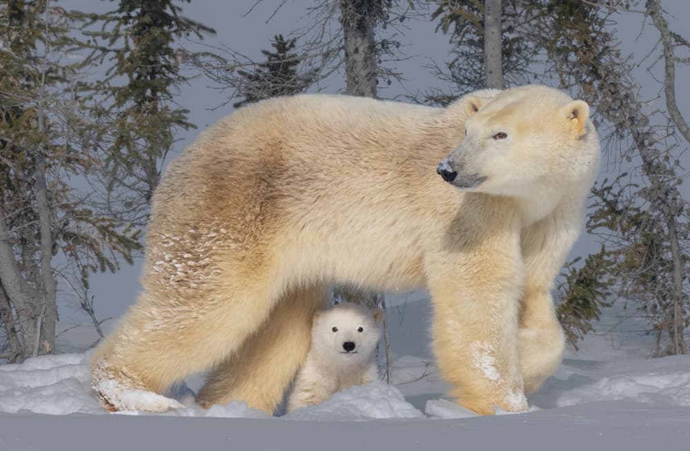 Polar Bear Family by Yuan Su — canvas wall art