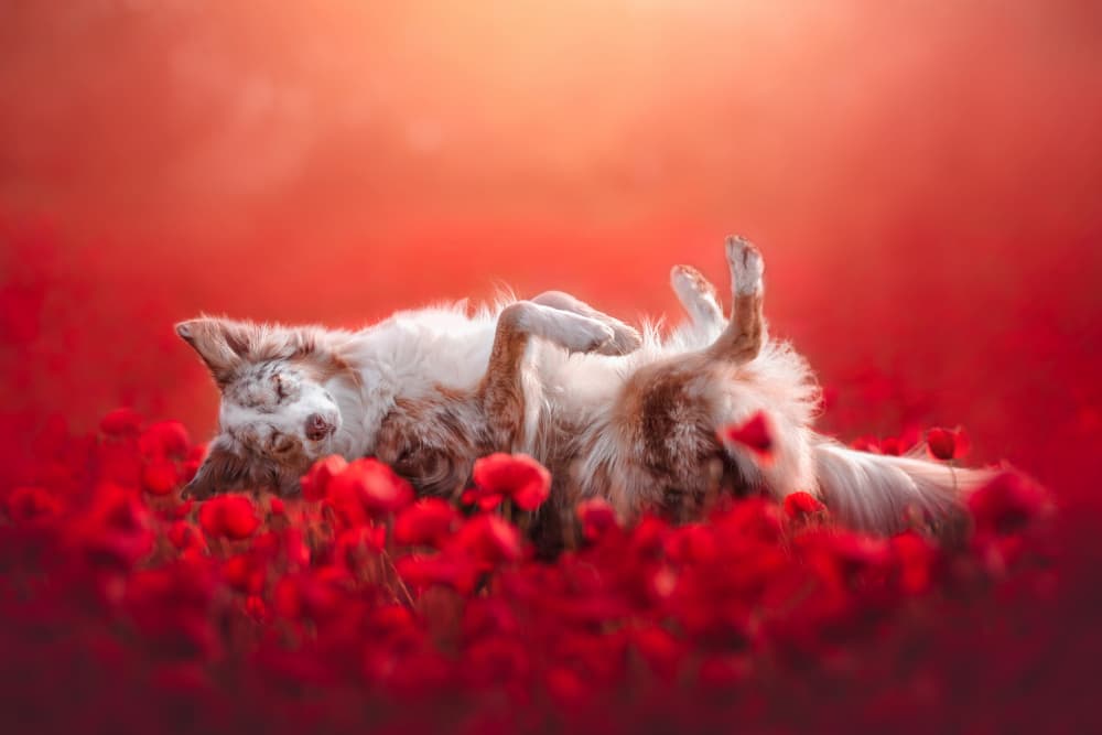 Happy Dog in Poppies by Ve Shandor — canvas wall art