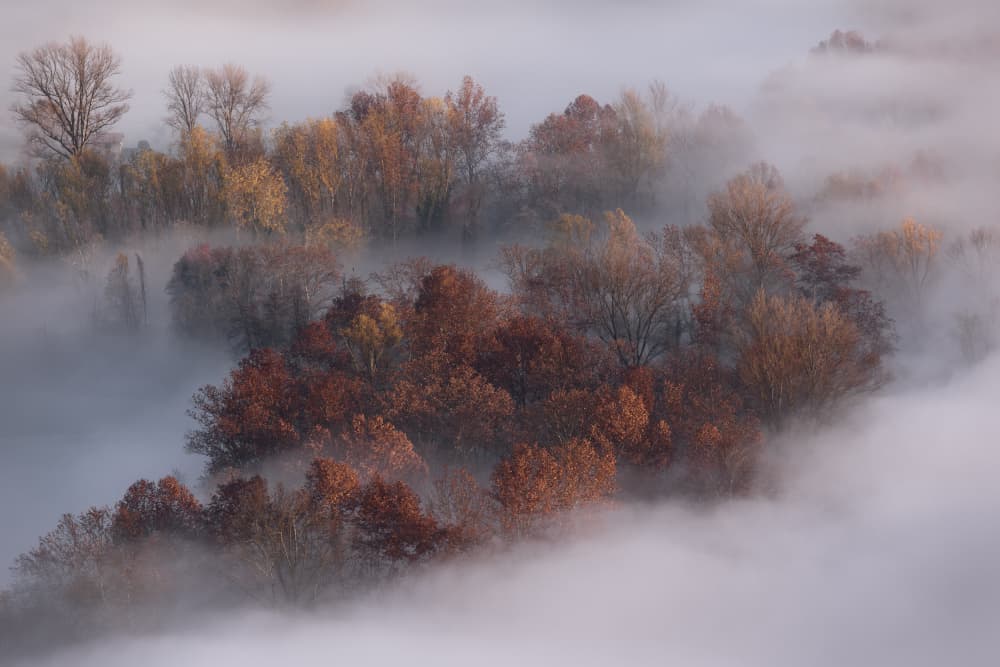 Misty Autumn Forest by Fabrizio Daminelli — canvas wall art