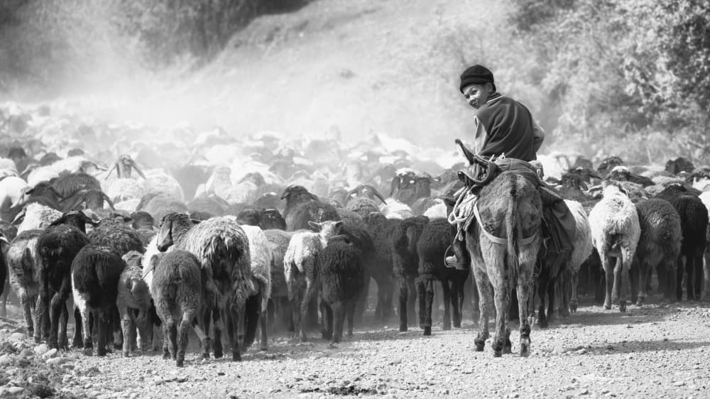 Shepherd and His Flock by Piotr Wrobel — canvas wall art