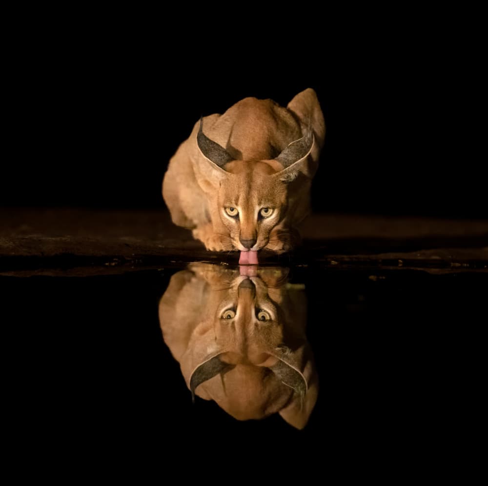 Caracal Drinking Reflection by MIN LI — canvas wall art