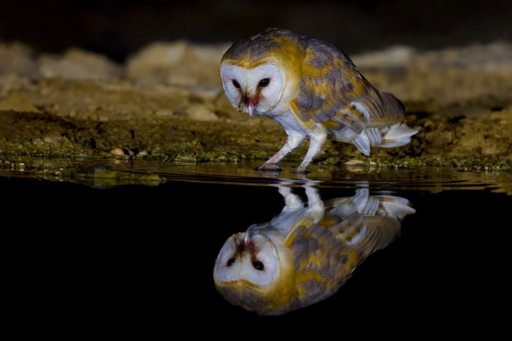 Barn Owl Night Reflection by David Manusevich — canvas wall art