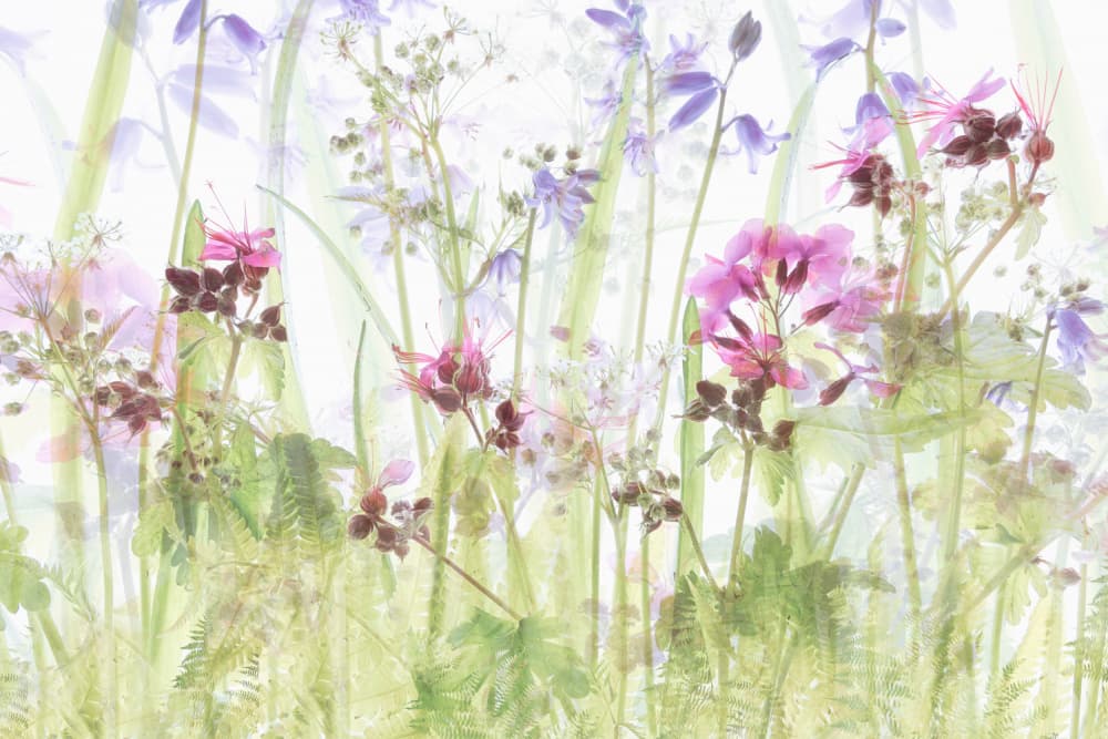 Between the grasses by Nel Talen — canvas wall art