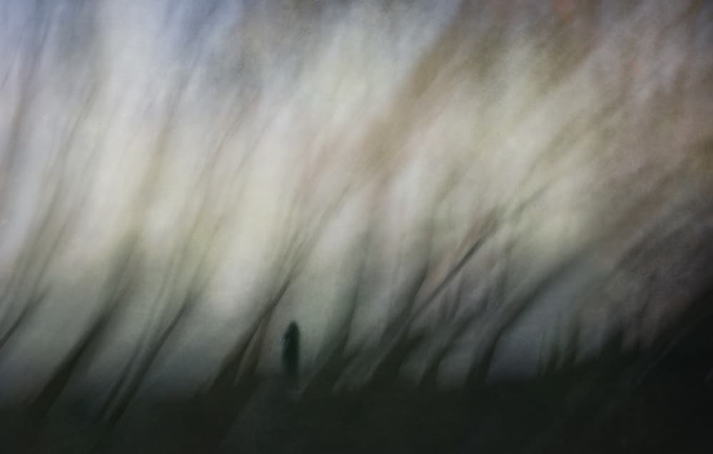 Dreamy Forest Silhouette by Uschi Hermann — canvas wall art