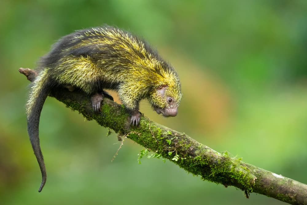 Yellow Porcupine Climbs Branch by Milan Zygmunt — canvas wall art