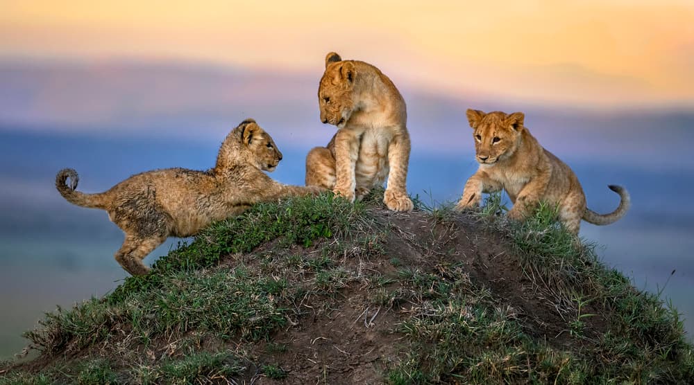 Three Playful Lion Cubs by Xavier Ortega — canvas wall art