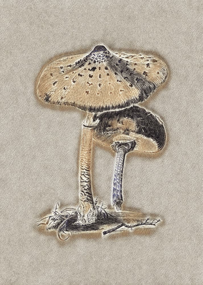 Hand Drawn Parasol Mushroom Brown by Biodiversity Heritage Library. — canvas wall art