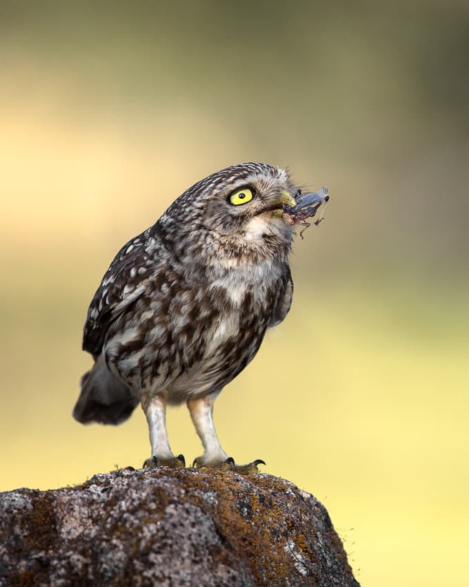 Little Owl's Meal by fegari — canvas wall art