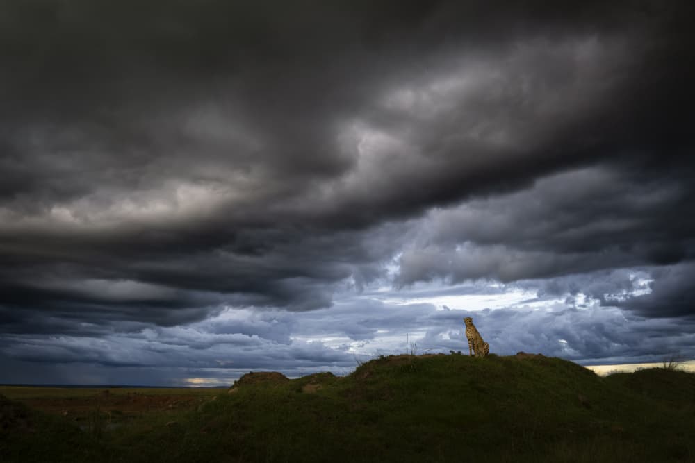 Cheetah Under Dramatic Sky by Roberto Marchegiani — canvas wall art