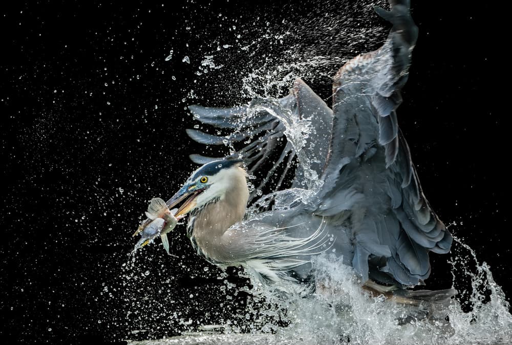 Emerging from water by Alex Li — canvas wall art