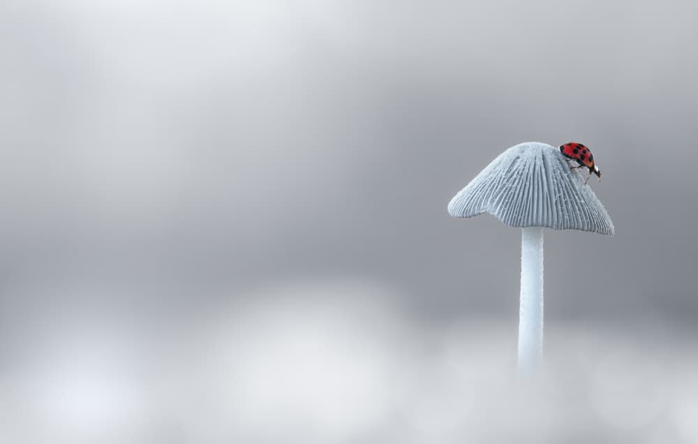 Ladybug Mushroom Moment by Atul Saluja — canvas wall art