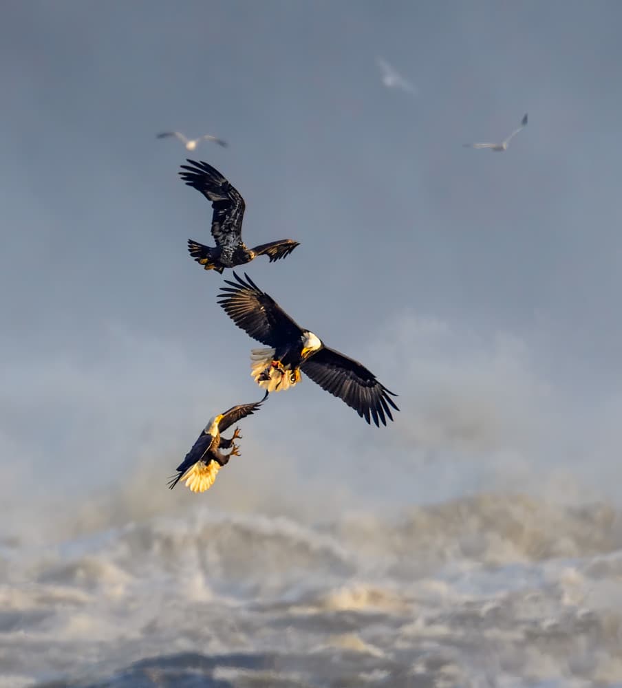 Bald Eagles Hunting by Yunqiang Li — canvas wall art