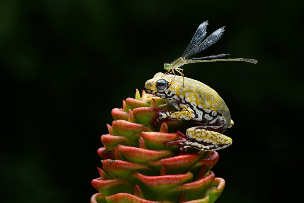 Tropical Frog Damselfly by Ajar Setiadi — canvas wall art