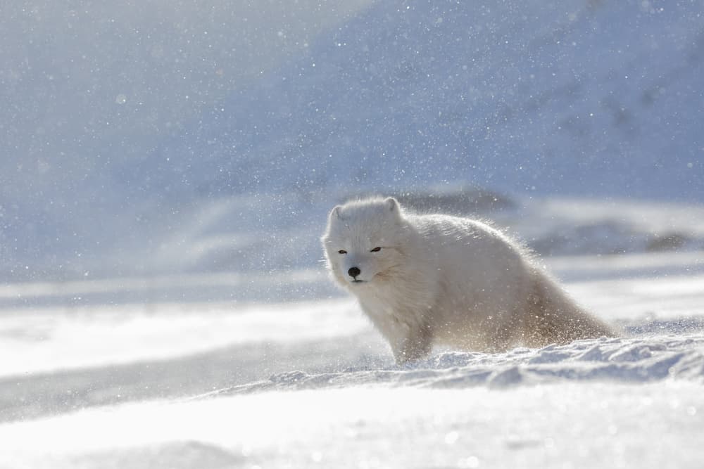 Arctic Fox In Snow by Valerio Ferraro — canvas wall art