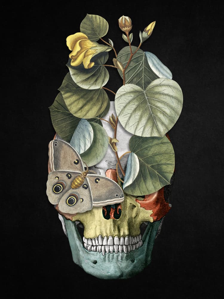 Botanical Skull and Moth by Marja van den Hurk — canvas wall art