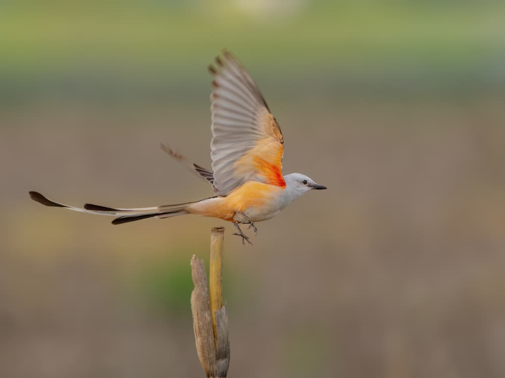Graceful Bird in Flight by Jacob (Jian) Xu — canvas wall art