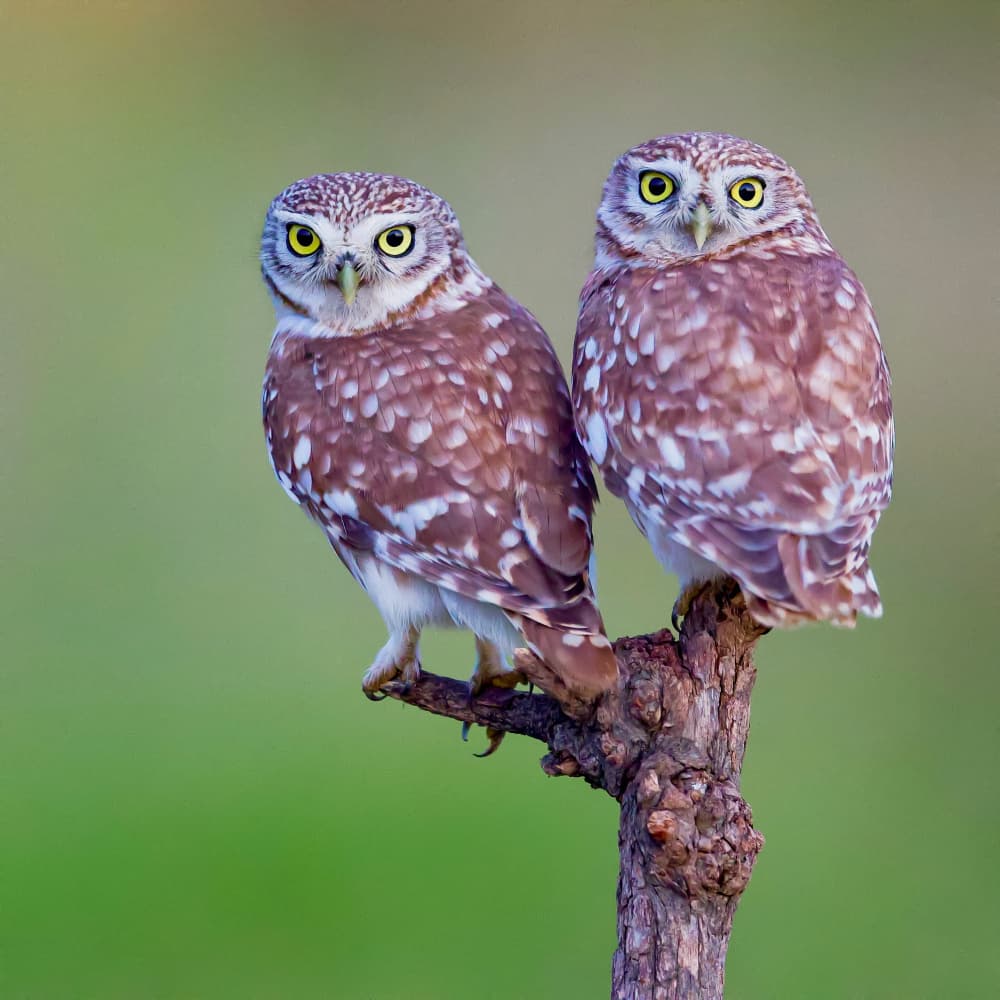 Two Curious Owls by David Manusevich — canvas wall art