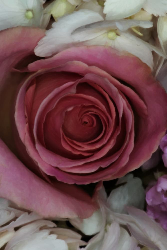 Soft Pink Rose by Lynann Colligan — canvas wall art