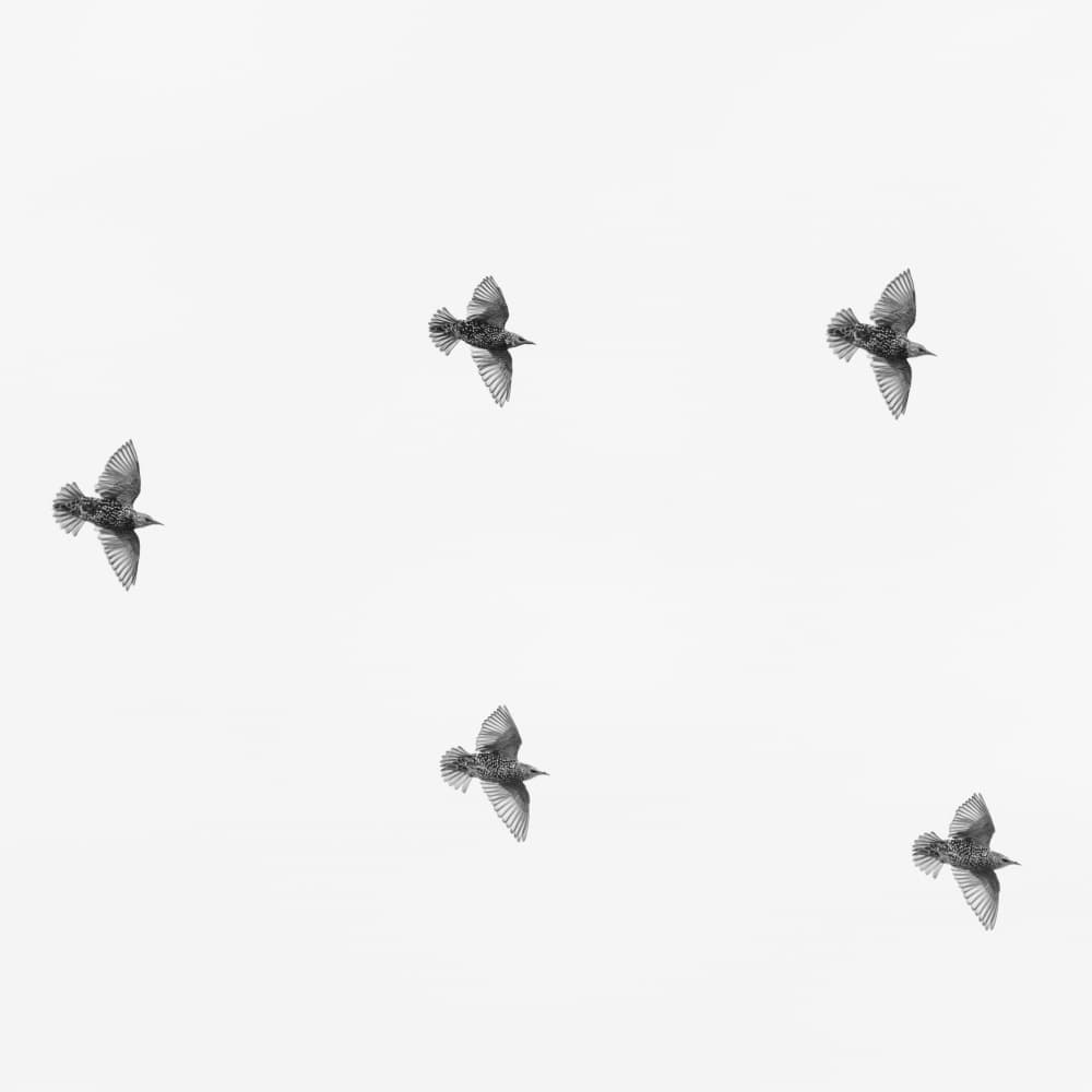 Starlings in Graceful Flight by Lynann Colligan — canvas wall art