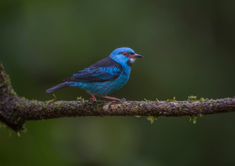 Vibrant Blue Forest Bird by Greg Barsh — canvas wall art