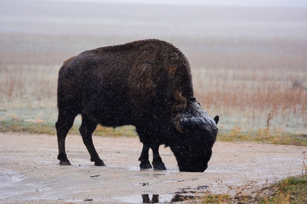A Bison Drinks In Snow by Del Mundo Imagery — canvas wall art