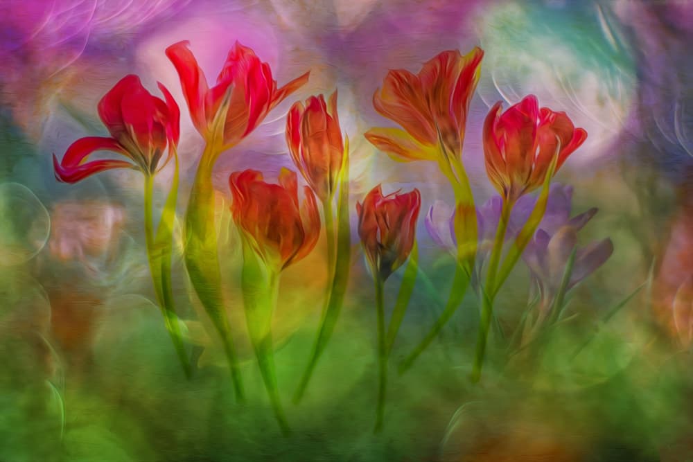 Dreamy Red Tulips by Hilda van der Lee — canvas wall art