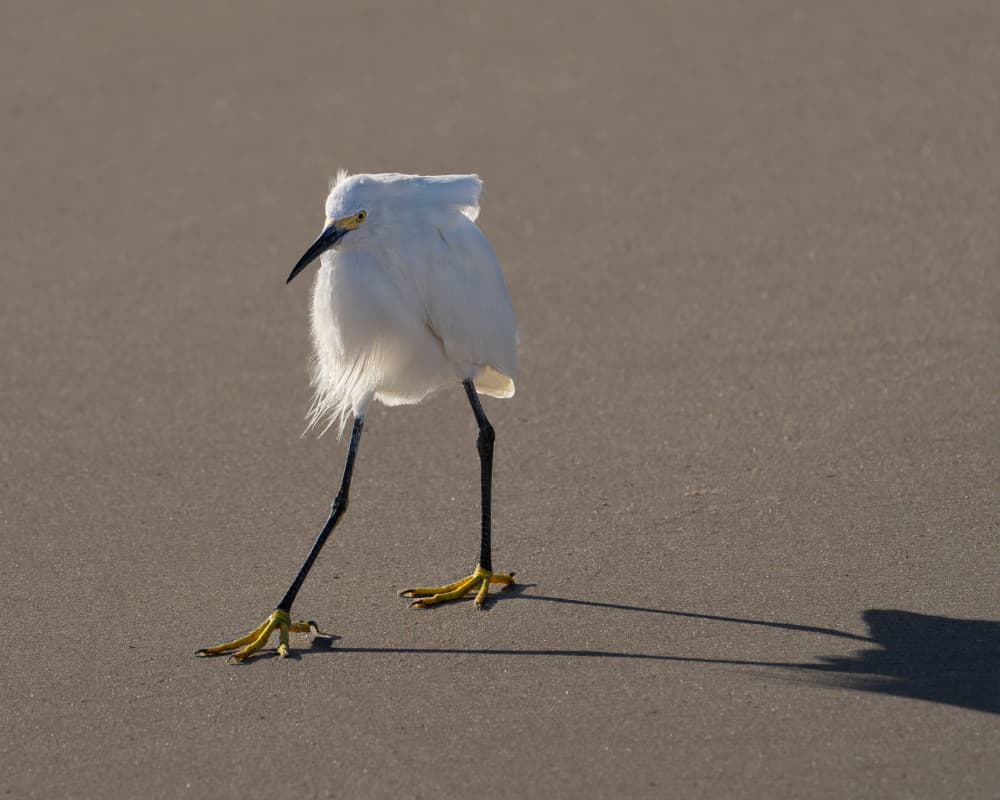 Snowy Egret Stroll by Leah Xu — canvas wall art