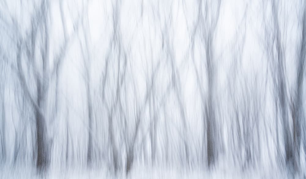 Serene Blurred Forest by Masaki Sugita — canvas wall art