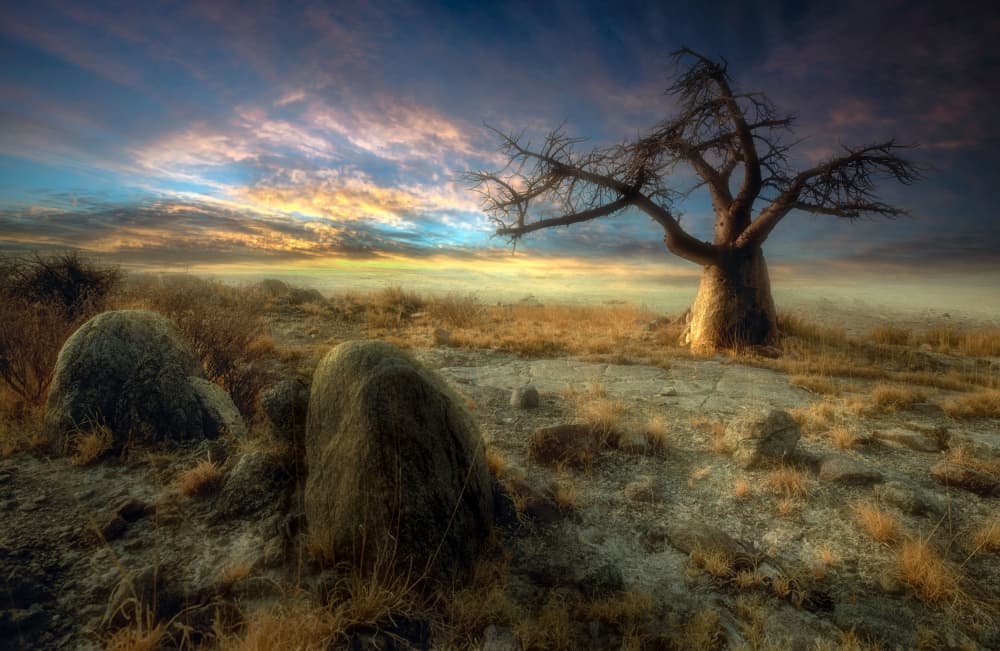 Golden Baobab Sunset by Charlaine Gerber — canvas wall art