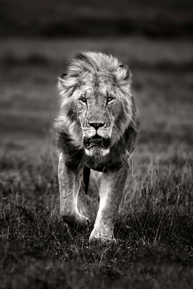 Powerful Lion Stride by Xavier Ortega — canvas wall art