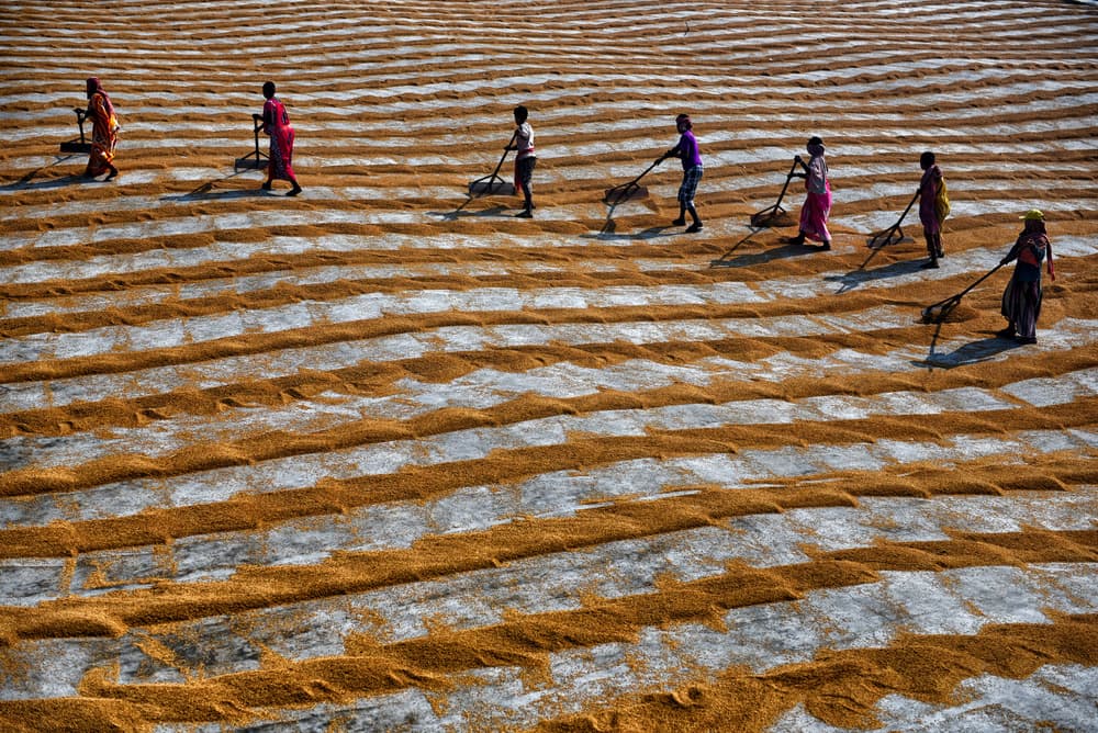 Women Drying Golden Grain by Avishek Das — canvas wall art