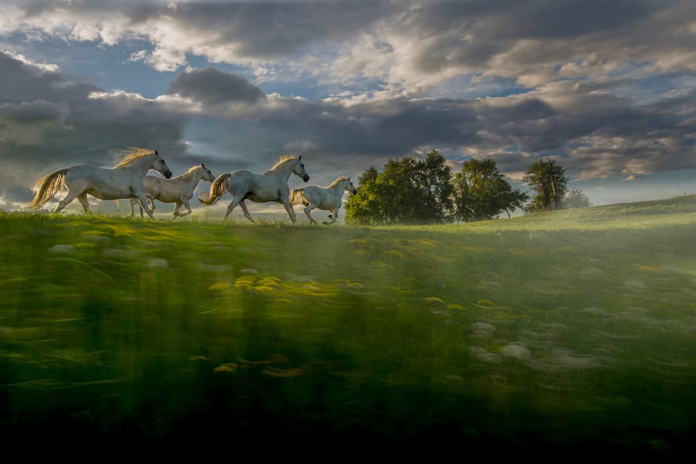 Ethereal White Horses by Milan Malovrh — canvas wall art