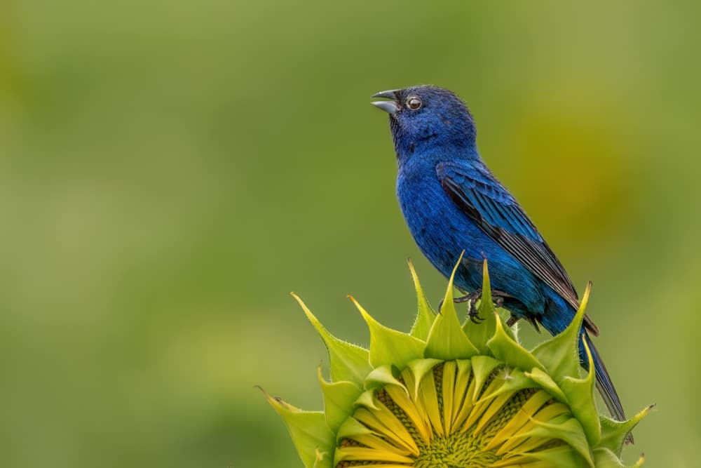 Vibrant Blue Bird on Sunflower by Jacob (Jian) Xu — canvas wall art