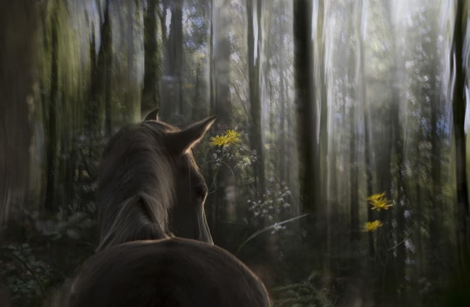 Dreamy Forest Horse by Milan Malovrh — canvas wall art