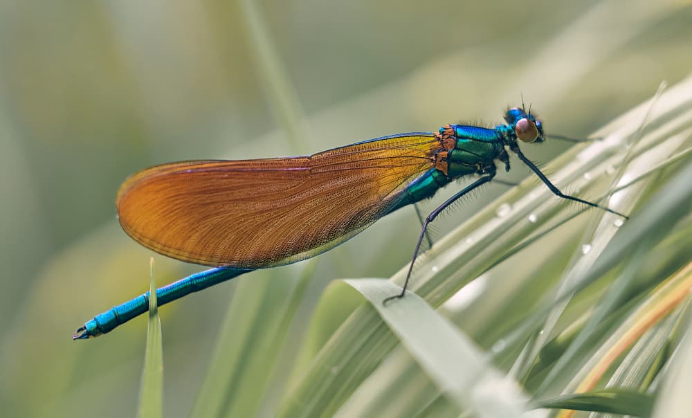 Vibrant Damselfly On Leaf by Stuart Williams — canvas wall art