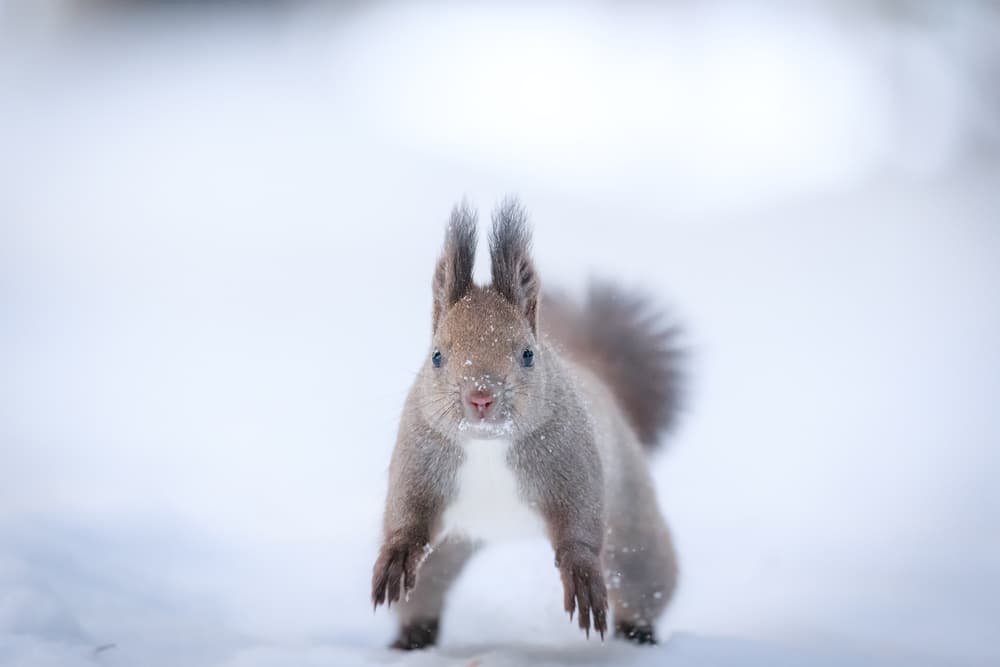 Winter Squirrel in Snow by Eiji Itoyama — canvas wall art