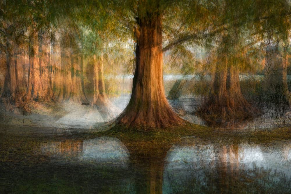 Golden Cypress Forest by Fiorenzo Carozzi — canvas wall art