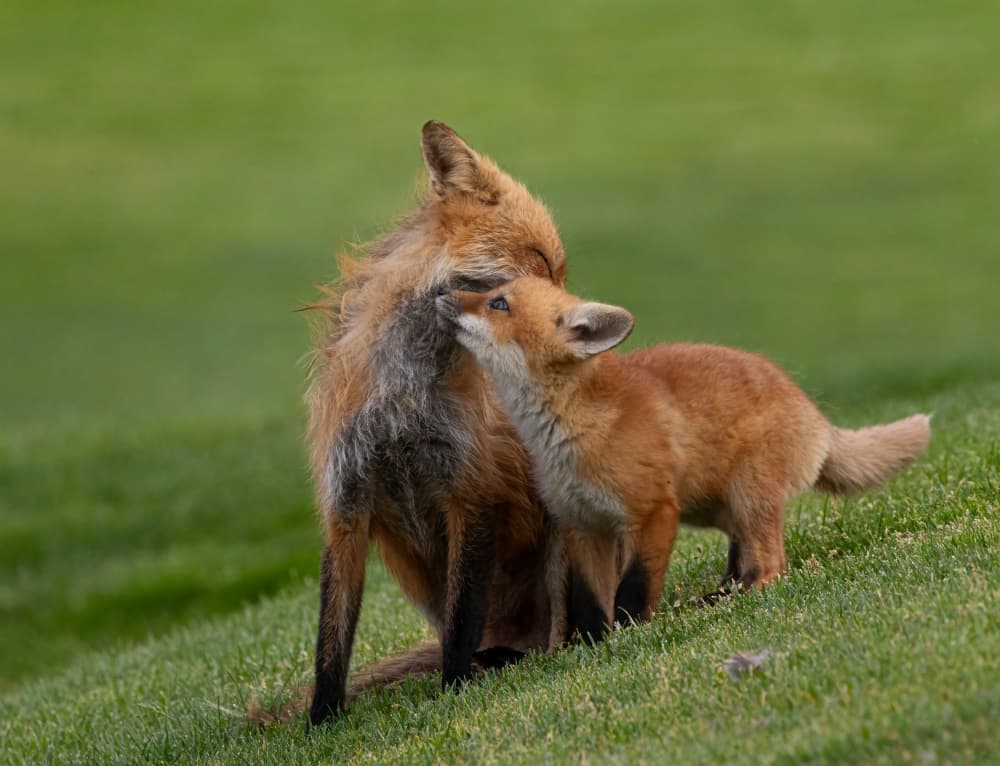 Affectionate Fox Family by Johnson Huang — canvas wall art