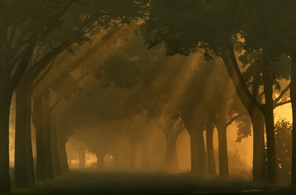 Golden Misty Path by Krzysztof Browko — canvas wall art