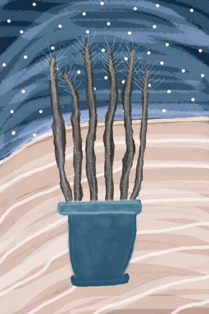 Serene Winter Cactus by Christina Sillen — canvas wall art