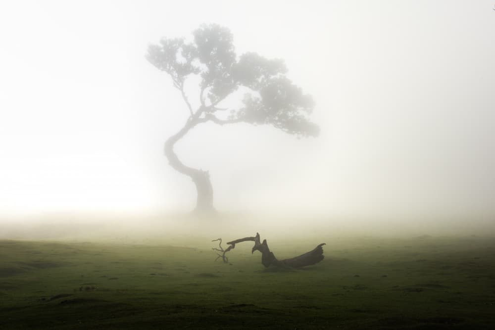 Lone Tree in Fog by swapnil deshpande — canvas wall art
