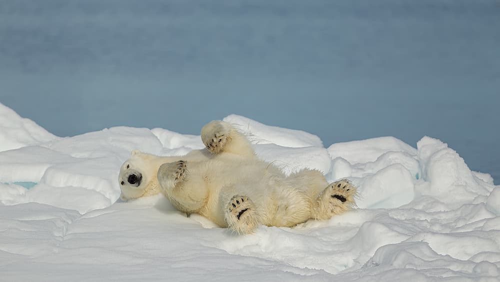 Playful Polar Bear by Joan Gil Raga — canvas wall art