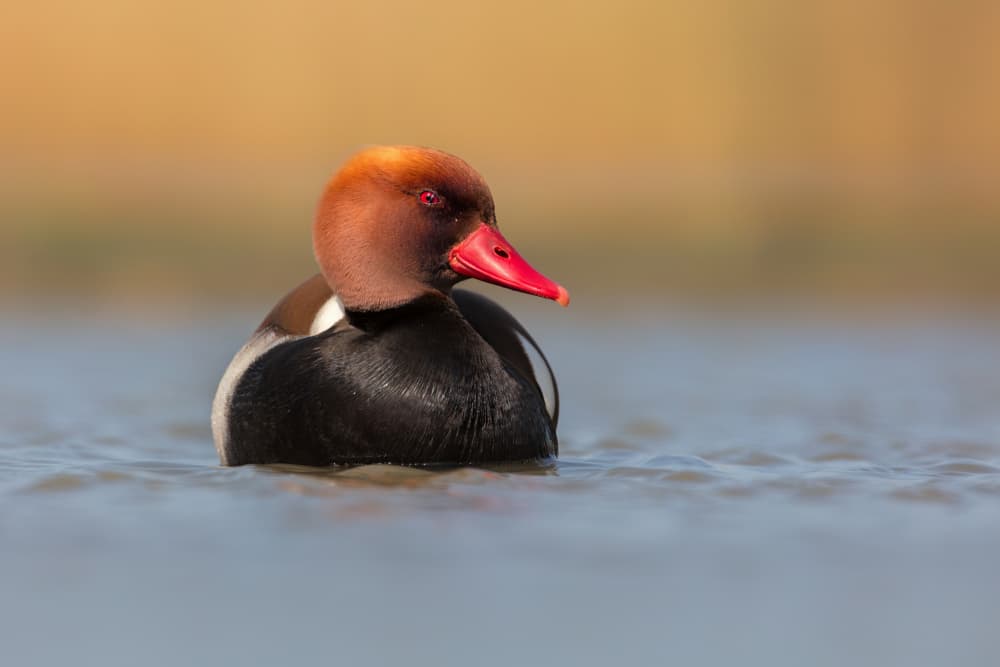 Red Headed Duck Serenity by Jun Zuo — canvas wall art