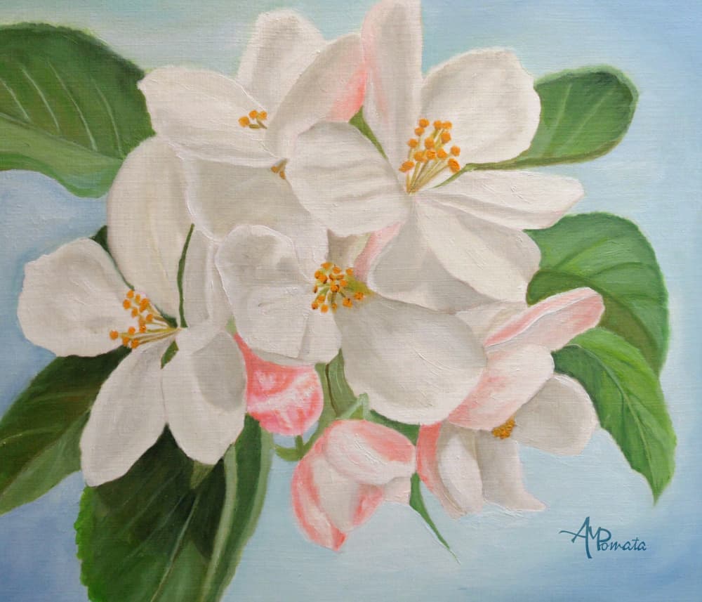 White Apple Blossoms by Angeles M. Pomata — canvas wall art
