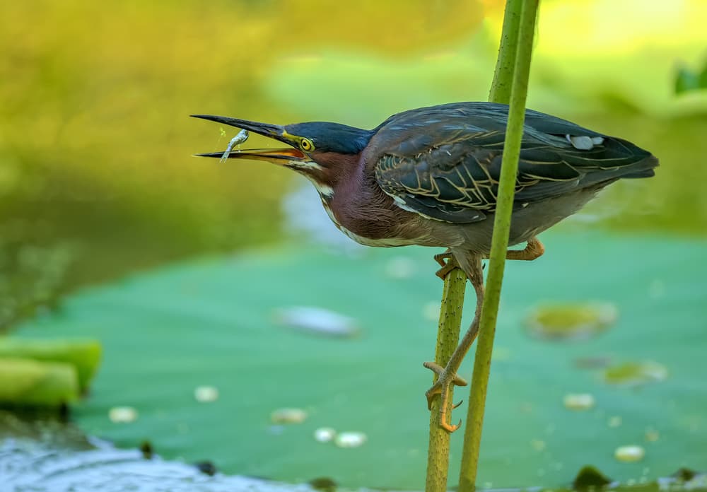 Green Heron Catches Fish by David Hua — canvas wall art