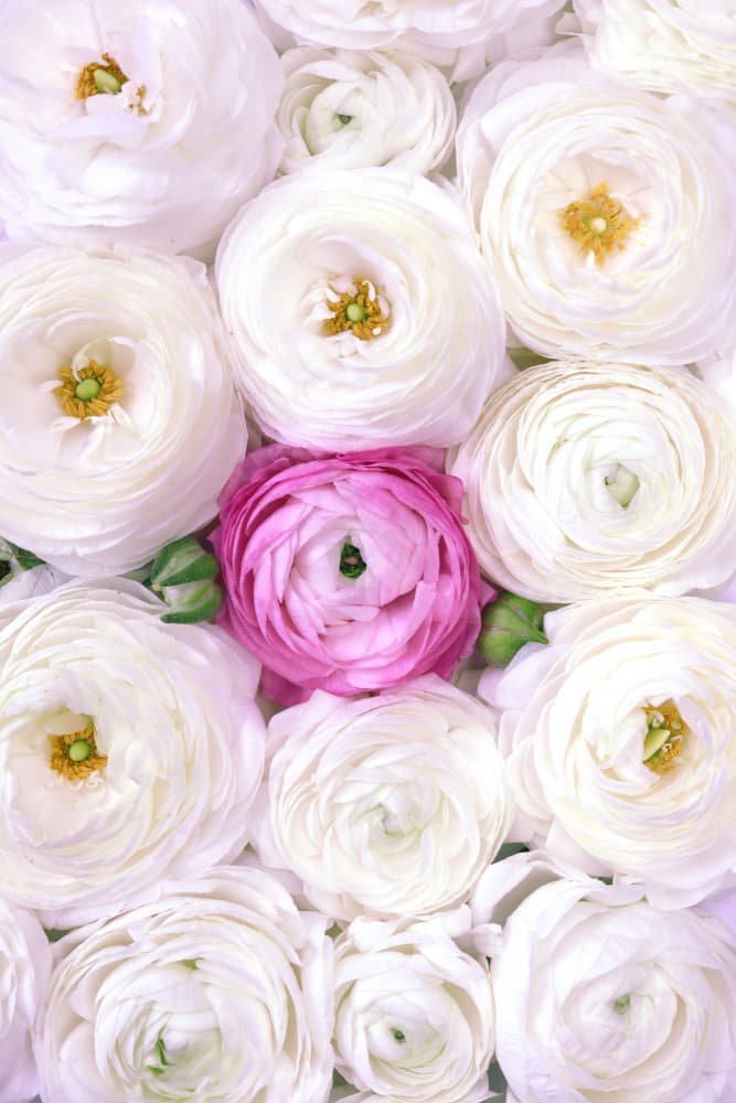Singular ranunculus in hot pink by Rosana Laiz Blursbyai — canvas wall art